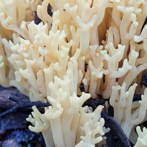 Ramaria sp. at Stromlo, ACT - 18 Jun 2022