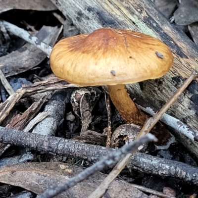 zz agaric (stem; gills not white/cream) at Block 402 - 18 Jun 2022 by trevorpreston