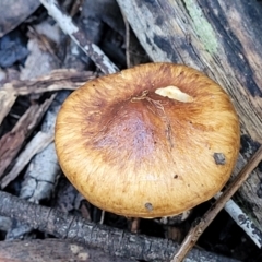 zz agaric (stem; gills not white/cream) at Stromlo, ACT - 18 Jun 2022