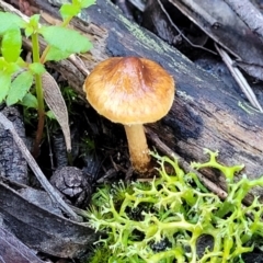 zz agaric (stem; gills not white/cream) at Stromlo, ACT - 18 Jun 2022 10:40 AM