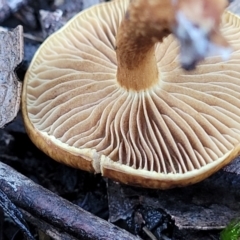 zz agaric (stem; gills not white/cream) at Stromlo, ACT - 18 Jun 2022