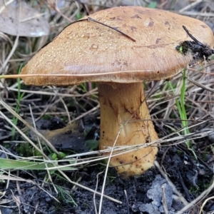 Cortinarius sp. at Stromlo, ACT - 18 Jun 2022