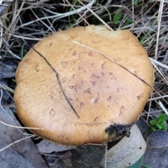 Cortinarius sp. at Stromlo, ACT - 18 Jun 2022