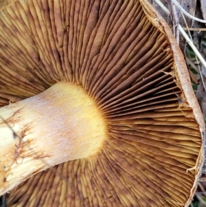 Cortinarius sp. at Stromlo, ACT - 18 Jun 2022 10:41 AM