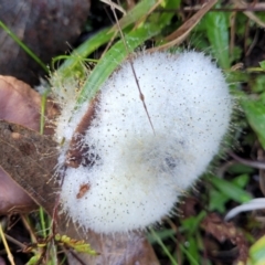 Mucorales at Stromlo, ACT - 18 Jun 2022