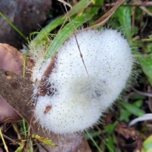 Mucorales at Stromlo, ACT - 18 Jun 2022