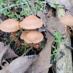 Unidentified Cap on a stem; gills below cap [mushrooms or mushroom-like] (TBC) at Stromlo, ACT - 18 Jun 2022 by trevorpreston