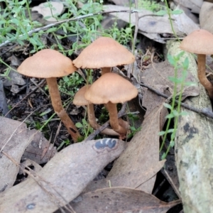 zz agaric (stem; gills not white/cream) at Stromlo, ACT - 18 Jun 2022