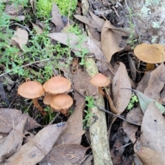 zz agaric (stem; gills not white/cream) at Stromlo, ACT - 18 Jun 2022 10:43 AM