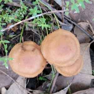 zz agaric (stem; gills not white/cream) at Stromlo, ACT - 18 Jun 2022