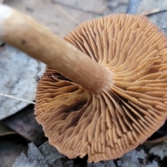 zz agaric (stem; gills not white/cream) at Stromlo, ACT - 18 Jun 2022