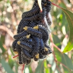 Perga sp. (genus) at Stromlo, ACT - 18 Jun 2022 10:50 AM