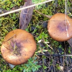 Cortinarius sp. (Cortinarius) at Block 402 - 18 Jun 2022 by trevorpreston