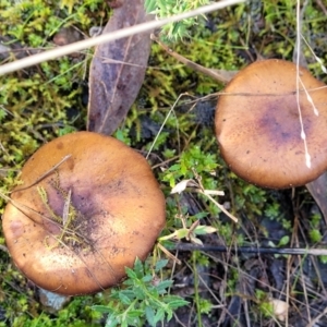 Cortinarius sp. at Stromlo, ACT - 18 Jun 2022