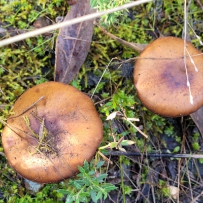 Cortinarius sp. (Cortinarius) at Block 402 - 18 Jun 2022 by trevorpreston