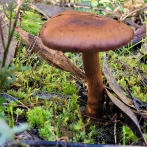 Cortinarius sp. at Stromlo, ACT - 18 Jun 2022