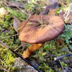 Cortinarius sp. at Stromlo, ACT - 18 Jun 2022 10:51 AM