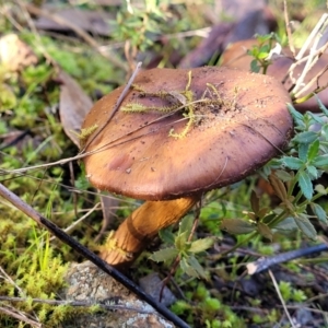 Cortinarius sp. at Stromlo, ACT - 18 Jun 2022