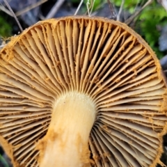 Cortinarius sp. at Stromlo, ACT - 18 Jun 2022