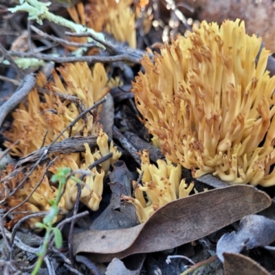 Ramaria sp. (genus) (A Coral fungus) at Stromlo, ACT - 18 Jun 2022 by trevorpreston