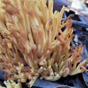 Ramaria sp. at Stromlo, ACT - 18 Jun 2022