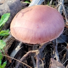 Unidentified Cap on a stem; gills below cap [mushrooms or mushroom-like] at Stromlo, ACT - 18 Jun 2022 by trevorpreston