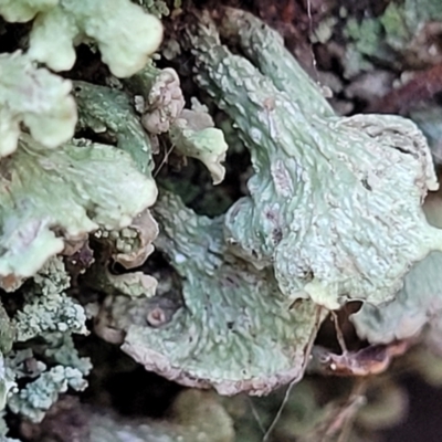 Thysanothecium scutellatum (A lichen) at Stromlo, ACT - 18 Jun 2022 by trevorpreston