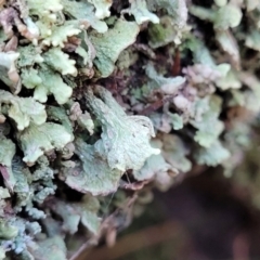 Thysanothecium scutellatum at Stromlo, ACT - 18 Jun 2022