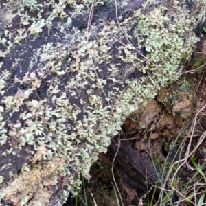 Thysanothecium scutellatum at Stromlo, ACT - 18 Jun 2022