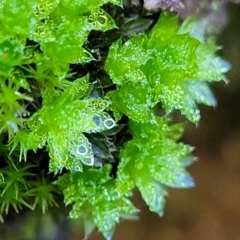 Bryaceae (family) (A moss) at Stromlo, ACT - 18 Jun 2022 by trevorpreston