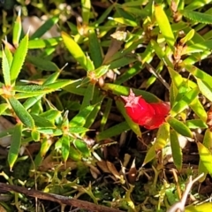 Astroloma humifusum (Cranberry Heath) at Block 402 - 18 Jun 2022 by trevorpreston