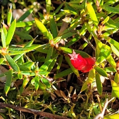 Astroloma humifusum (Cranberry Heath) at Block 402 - 18 Jun 2022 by trevorpreston