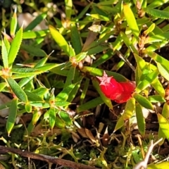 Astroloma humifusum (Cranberry Heath) at Stromlo, ACT - 18 Jun 2022 by trevorpreston