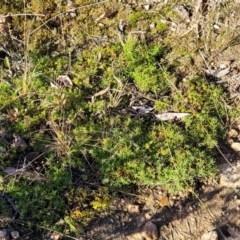 Styphelia humifusum at Stromlo, ACT - 18 Jun 2022