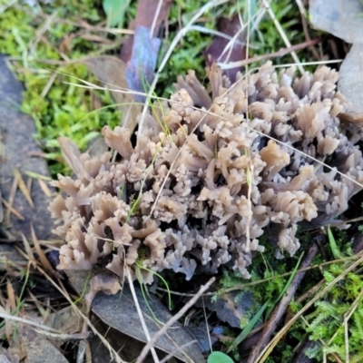 Clavulina cinerea at Stromlo, ACT - 18 Jun 2022 by trevorpreston