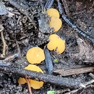 Phaeohelotium (Discinella terrestris aggregate) at Stromlo, ACT - 18 Jun 2022