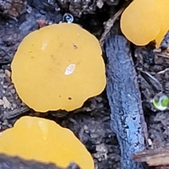 Phaeohelotium (Discinella terrestris aggregate) at Stromlo, ACT - 18 Jun 2022 10:39 AM