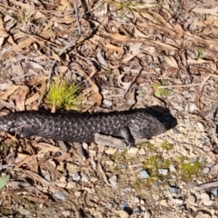 Tiliqua rugosa (Shingleback Lizard) at Mulligans Flat - 18 Jun 2022 by pixelnips