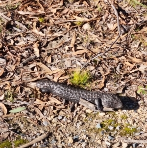 Tiliqua rugosa at Forde, ACT - 18 Jun 2022 12:51 PM