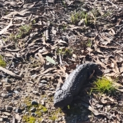 Tiliqua rugosa at Forde, ACT - 18 Jun 2022