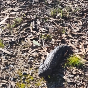 Tiliqua rugosa at Forde, ACT - 18 Jun 2022 12:51 PM