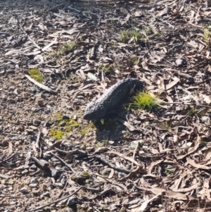 Tiliqua rugosa at Forde, ACT - 18 Jun 2022