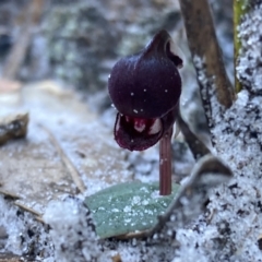 Corybas unguiculatus (Small Helmet Orchid) at Booderee National Park - 14 Jun 2022 by AnneG1
