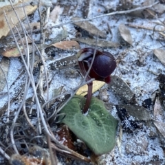 Corybas unguiculatus at Jervis Bay, JBT - 14 Jun 2022