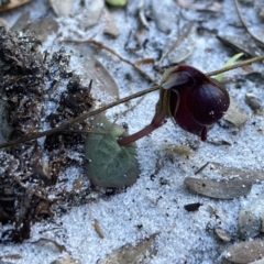 Corybas unguiculatus at Jervis Bay, JBT - 14 Jun 2022