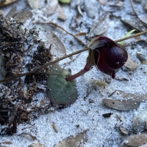 Corybas unguiculatus at Jervis Bay, JBT - 14 Jun 2022