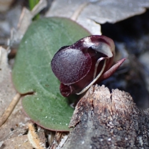 Corybas unguiculatus at Jervis Bay, JBT - 14 Jun 2022