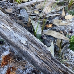 Corybas unguiculatus at Jervis Bay, JBT - 14 Jun 2022