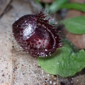 Corysanthes pruinosus at Jervis Bay, JBT - 14 Jun 2022