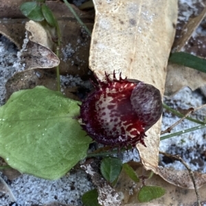 Corysanthes pruinosus at Jervis Bay, JBT - 14 Jun 2022